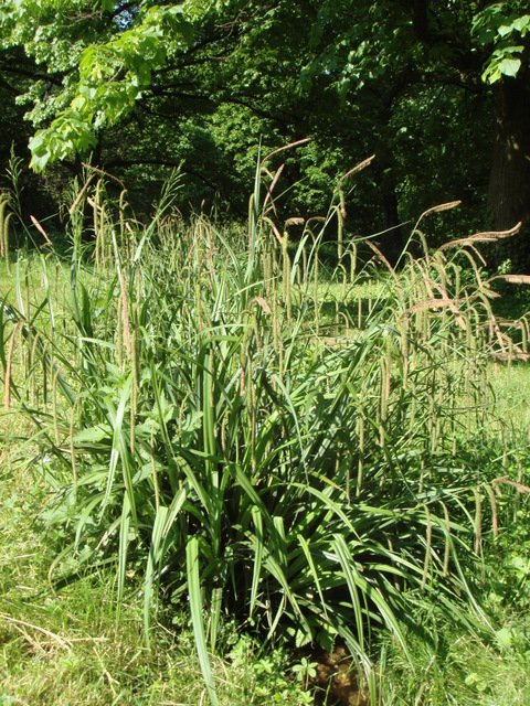 Carex pendula